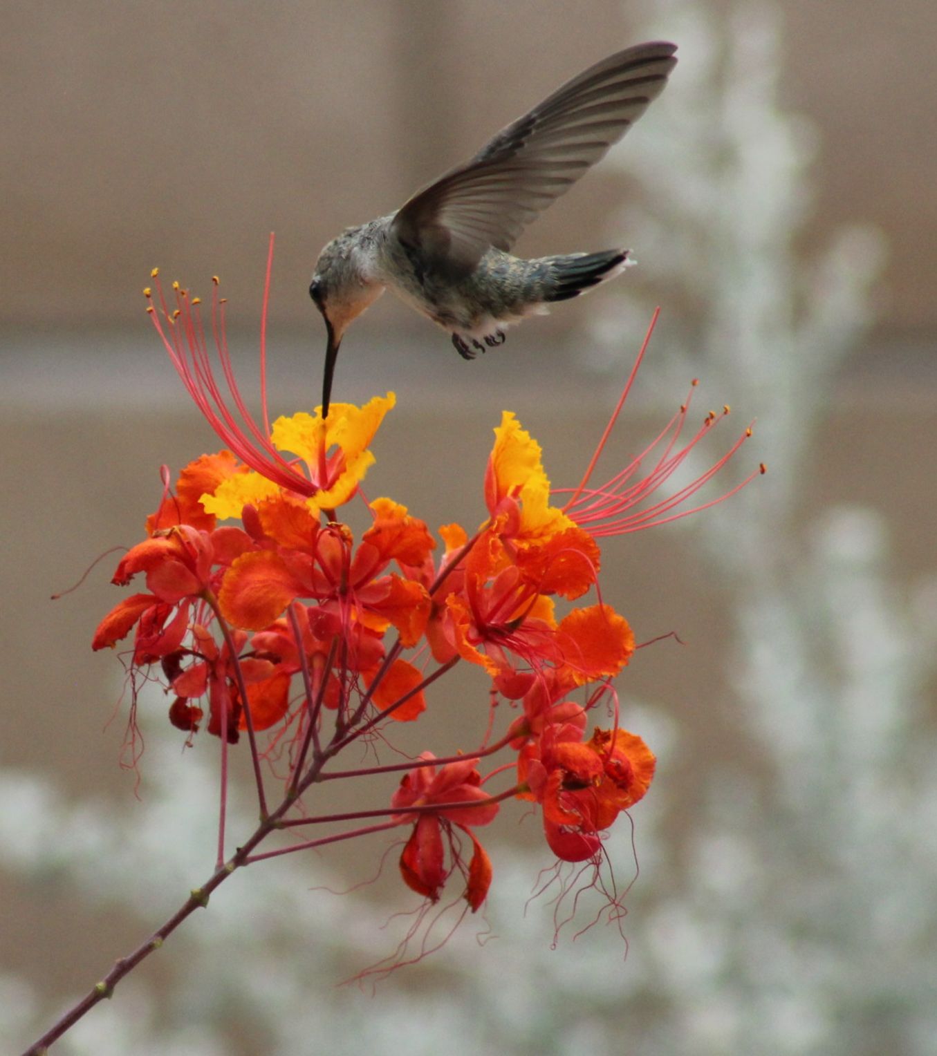 Hummingbird